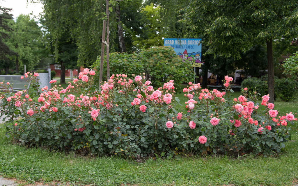 Velika Gorica ima svoju ružu koja krasi nekoliko lokacija u gradu - 10
