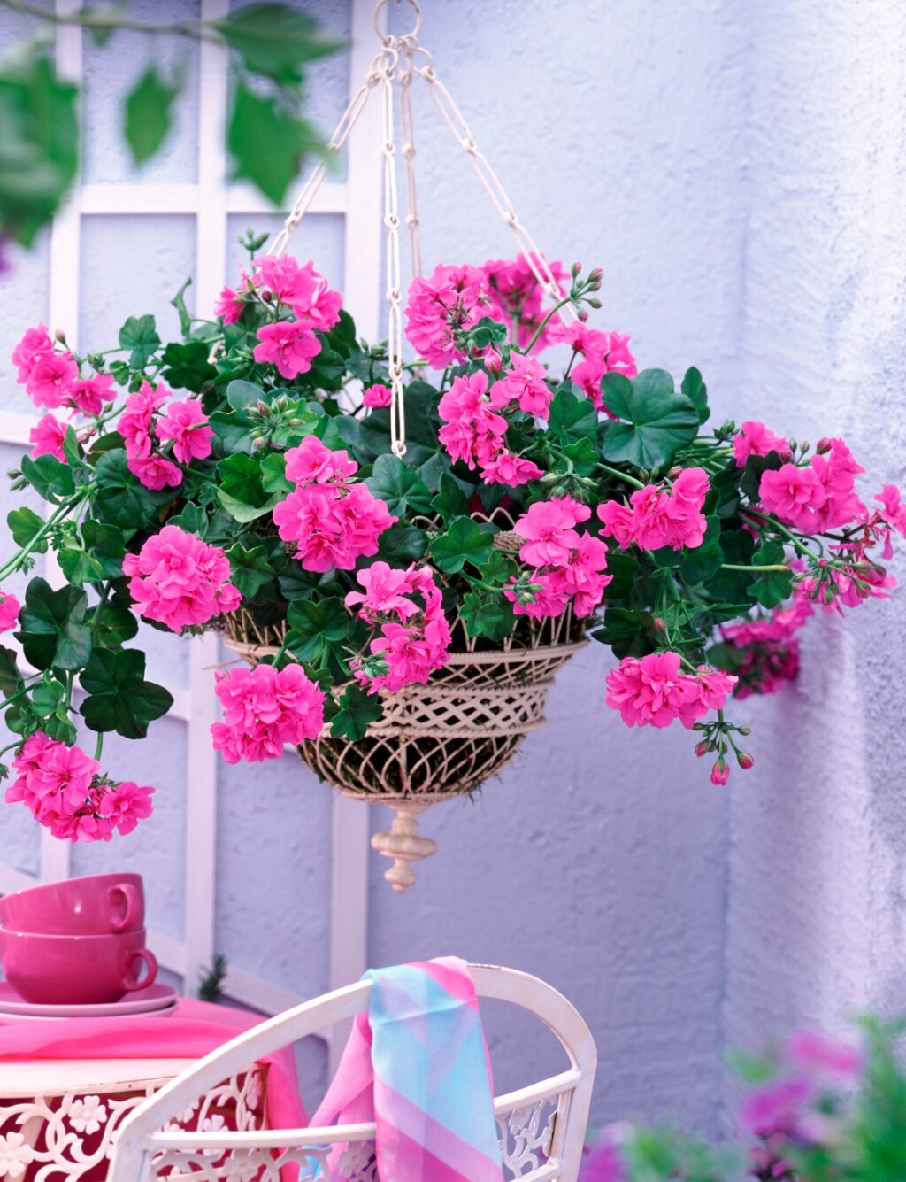 Pelargonije