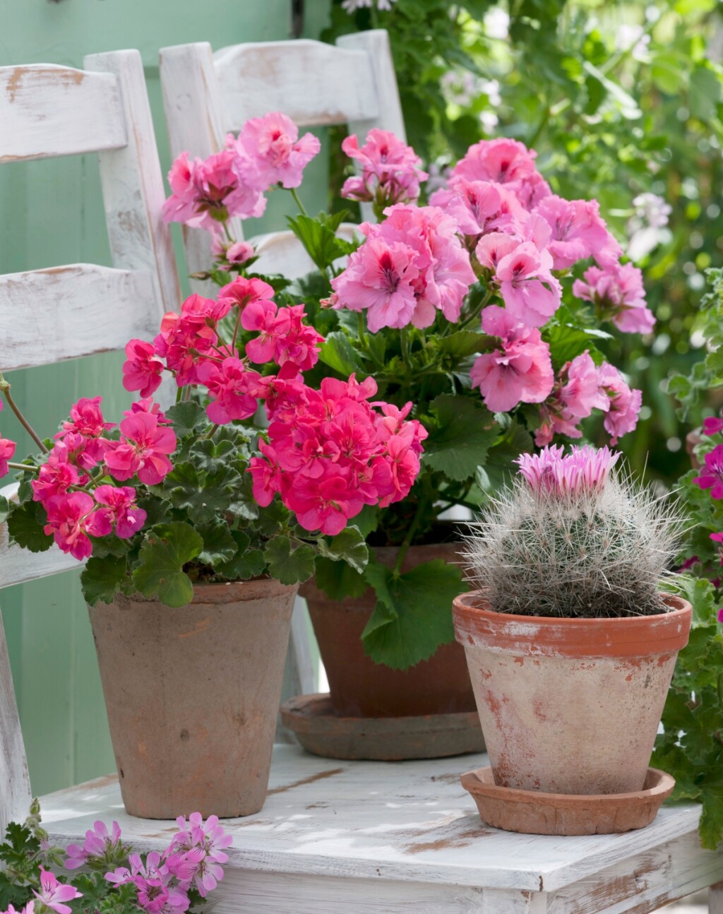 Pelargonije