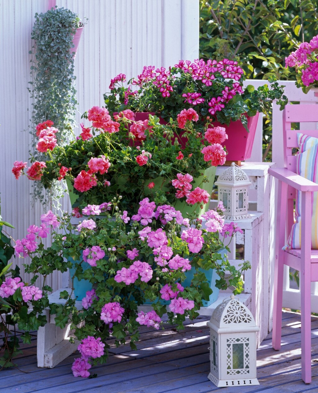 Pelargonije