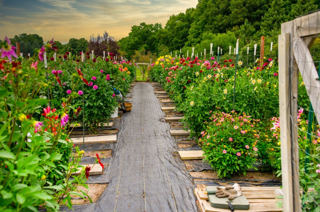 Dalija je jedan od najljepših cvjetova na svijetu