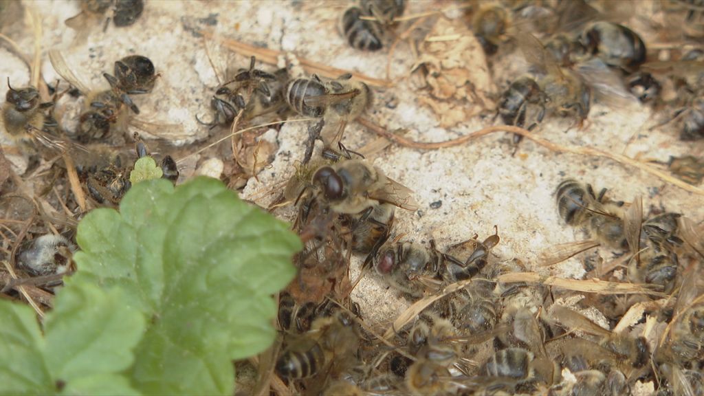 Slavonija, ilustracija