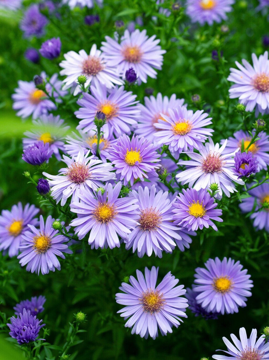 Aster
