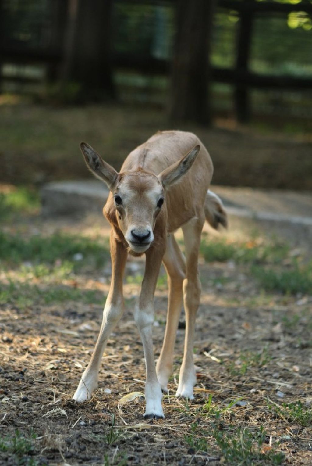 Zoološki vrt u Zagrebu