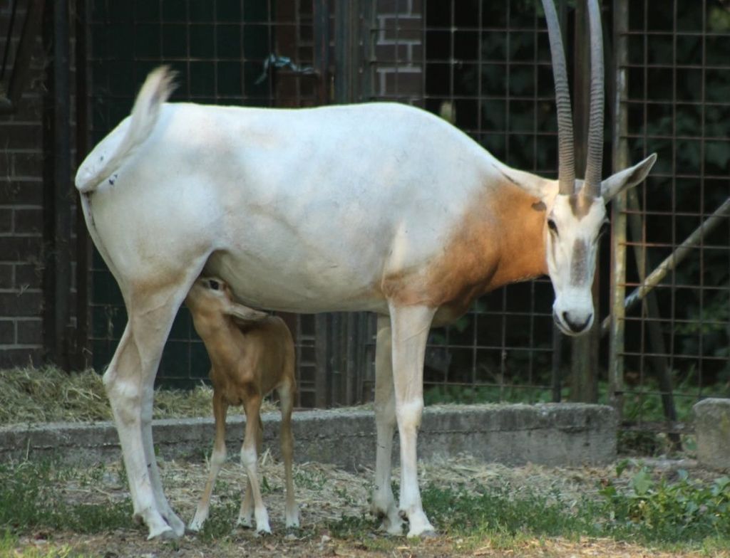 Zoološki vrt u Zagrebu