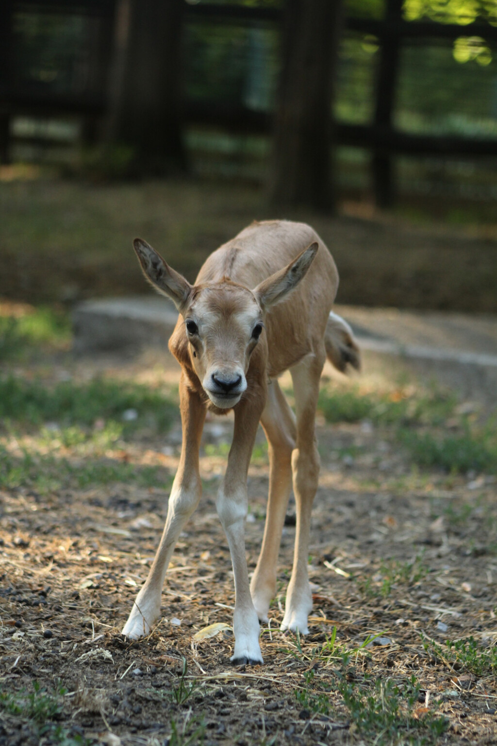 Deset dana stara oriksica iz zagrebačkog zoo vrta lijepo napreduje - 2