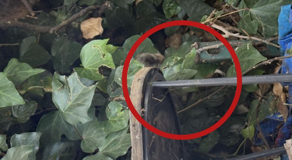 Muškarac koji gleda kroz dvogled