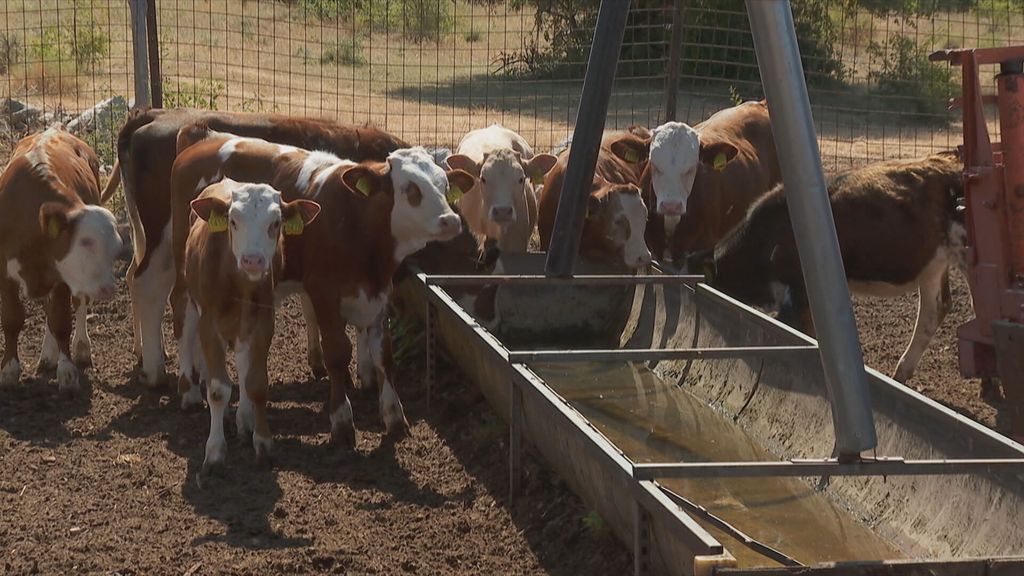 Sanja Jurišić i David Vlajčić - 5