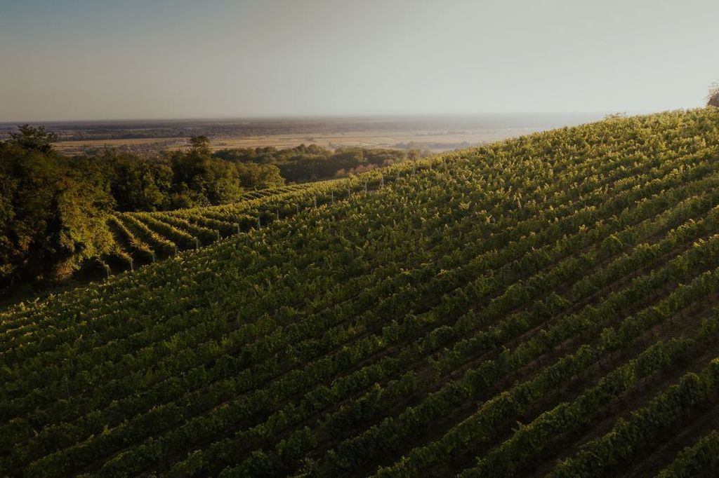 Vinograd u Moslavini