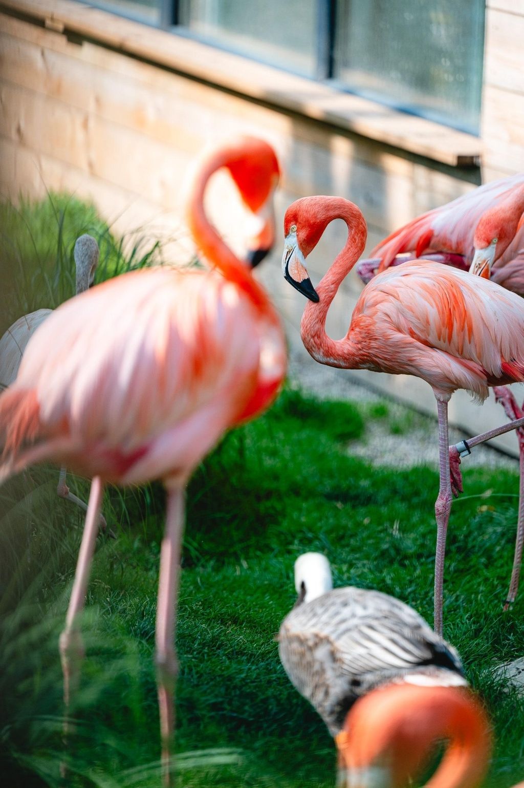 Zoo Land u Slovenskim Konjicama