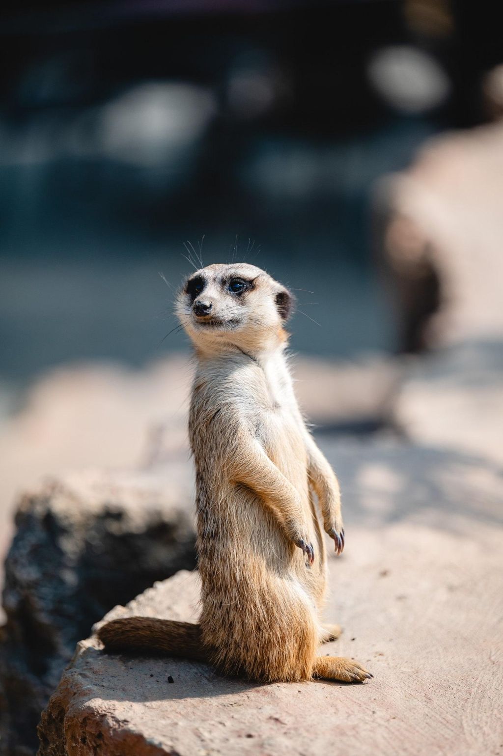 Zoo Land u Slovenskim Konjicama