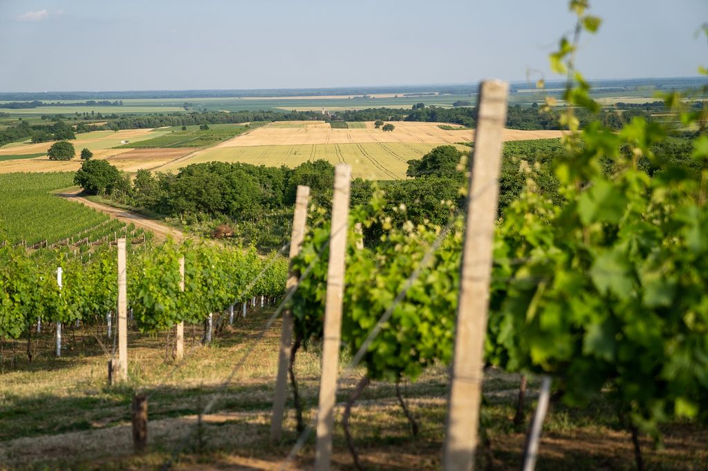Vinarija Pinkert proizvodi oko 50.000 litara vina godišnje