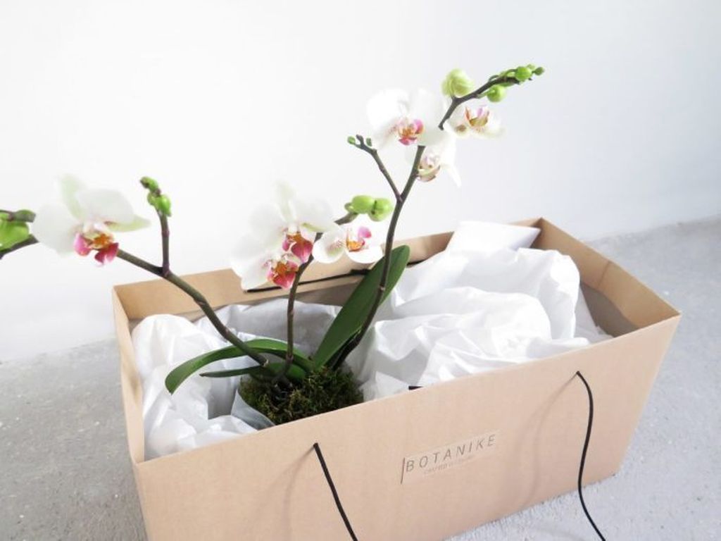 Radionica biljaka O\'bilje - 2