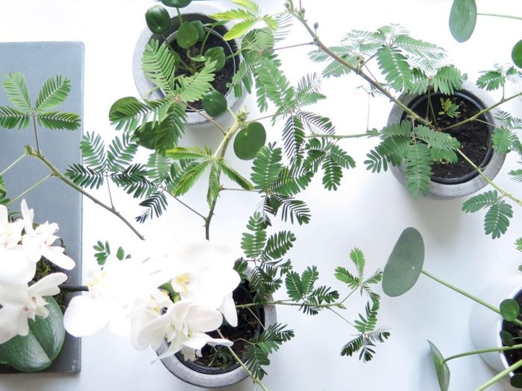 Radionica biljaka O\'bilje