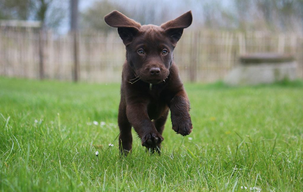 Štene labradora retrivera
