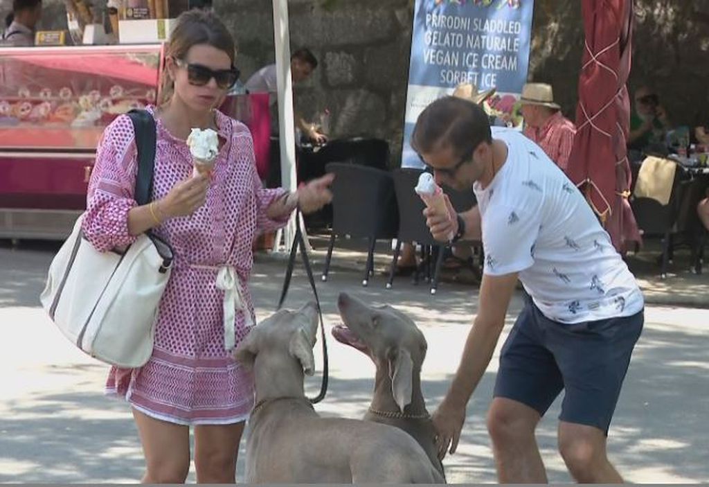 Psi na ljetovanju (Foto: Dnevnik.hr)