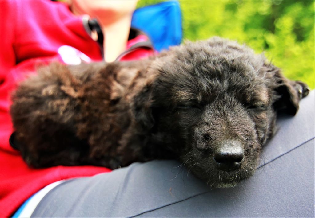 Štenci iz udruge Kako psi komuniciraju, koji se udomljavaju, zvijezde su kampanje \'Prva četiri su najvažnija\' - 2