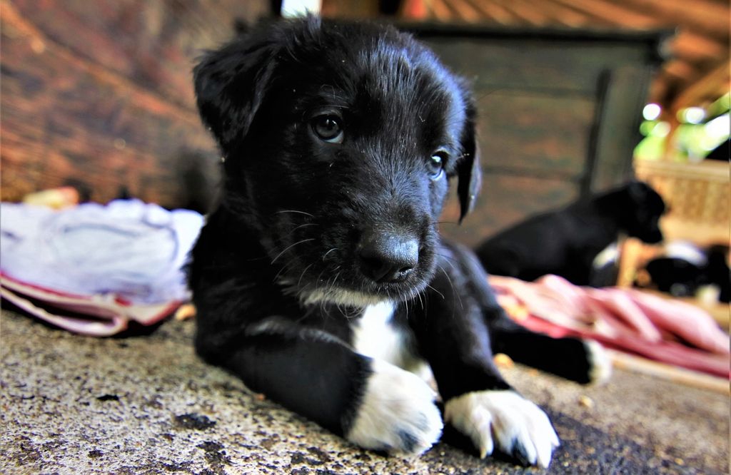 Štenci iz udruge Kako psi komuniciraju, koji se udomljavaju, zvijezde su kampanje \'Prva četiri su najvažnija\' - 3