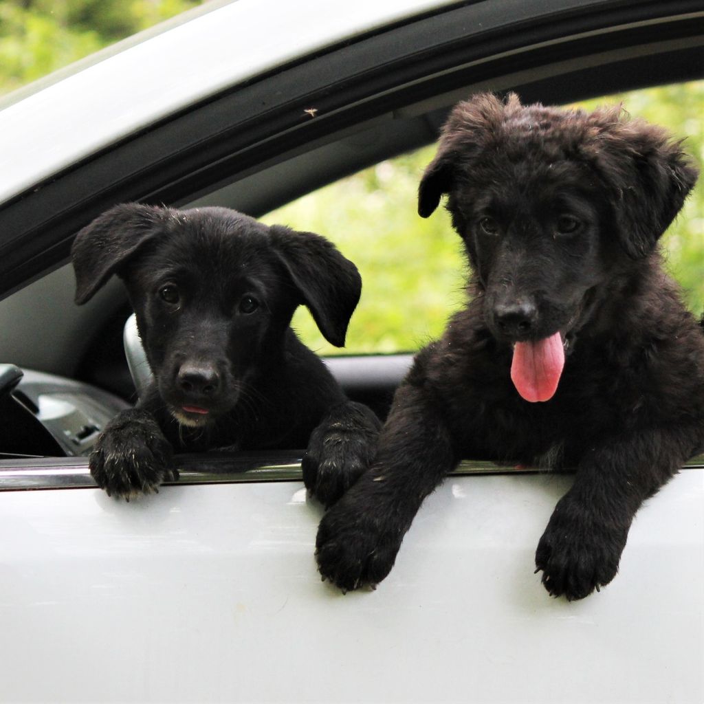 Štenci iz udruge Kako psi komuniciraju, koji se udomljavaju, zvijezde su kampanje 'Prva četiri su najvažnija'