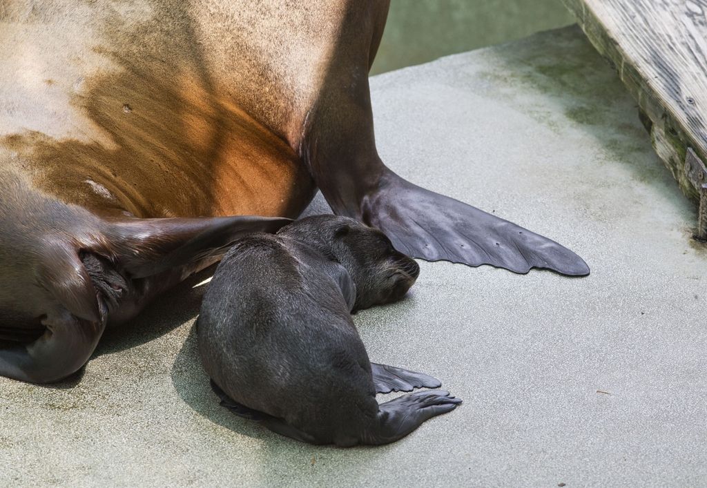 Mladunče kalifornijskog morskog lava i mladunče alpake novi su stanovnici Zoološkog vrta grada Zagreba - 1