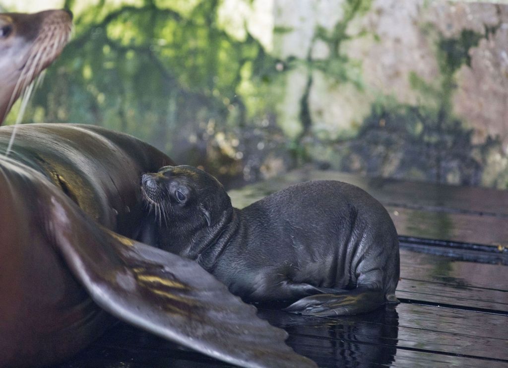Mladunče kalifornijskog morskog lava novi je stanovnik Zoološkog vrta grada Zagreba