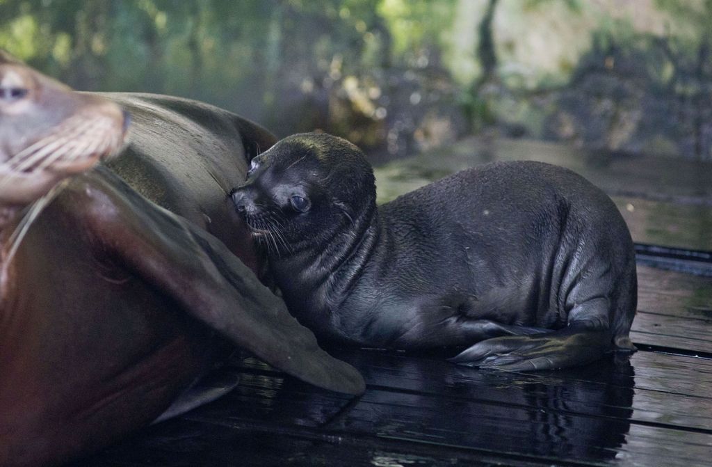Mladunče kalifornijskog morskog lava i mladunče alpake novi su stanovnici Zoološkog vrta grada Zagreba - 6