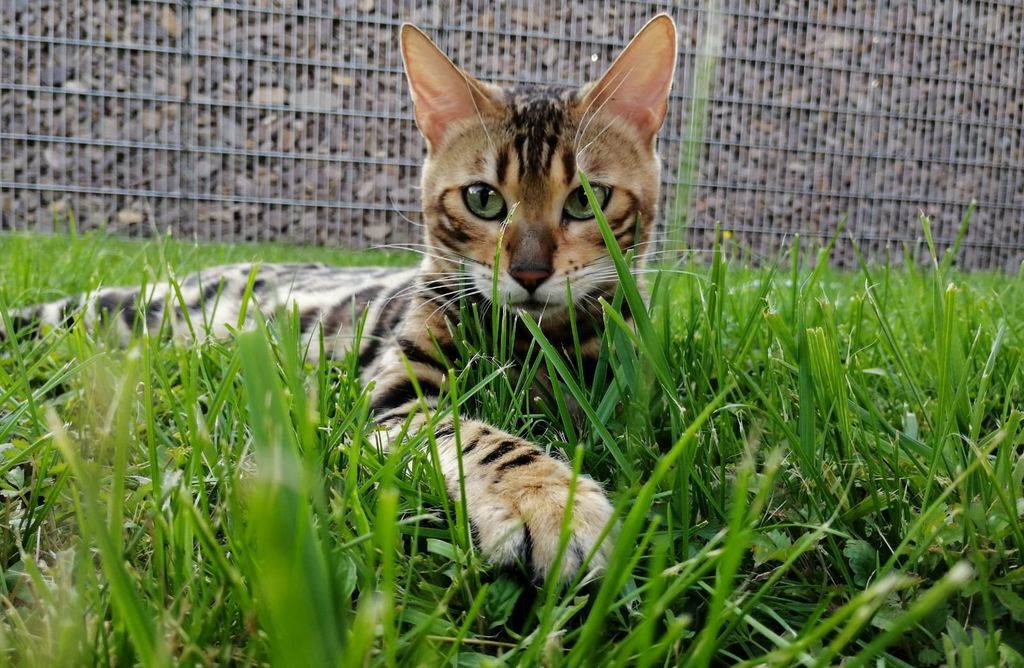 Bengalska mačka zbog svojeg točkastog krzna podsjeća na leoparda - 3