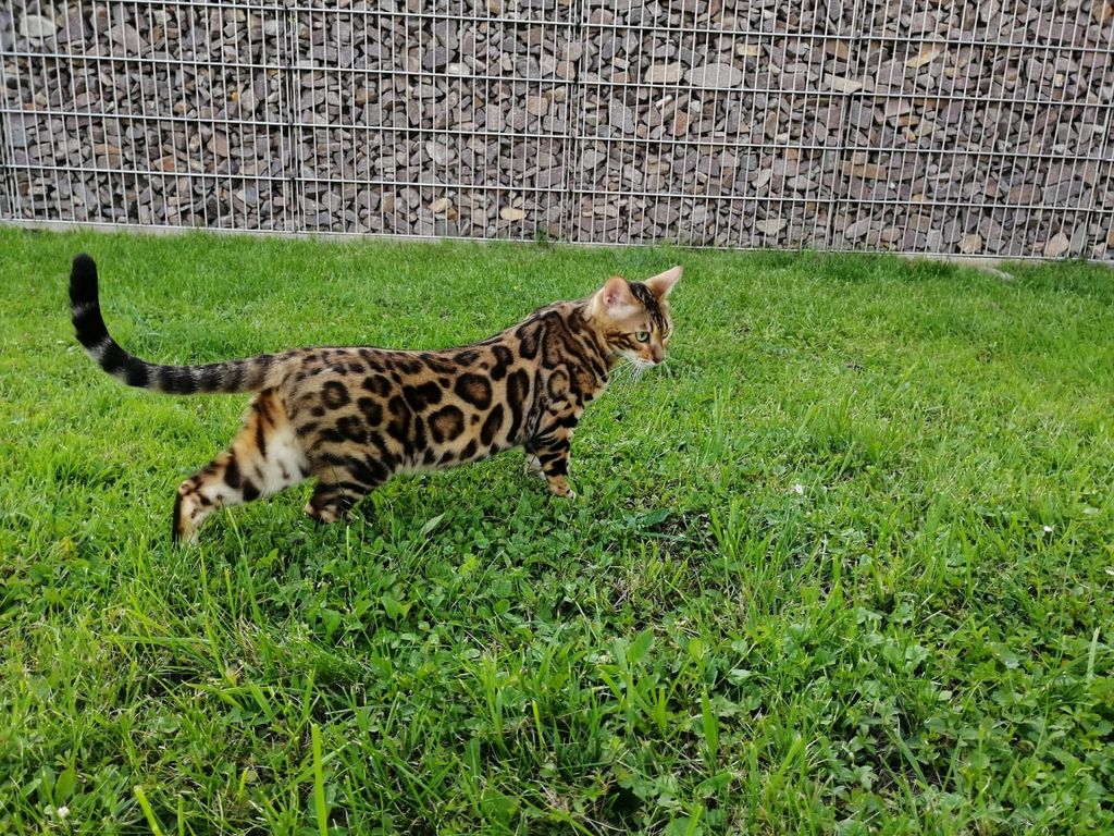 Bengalska mačka zbog svojeg točkastog krzna podsjeća na leoparda - 6