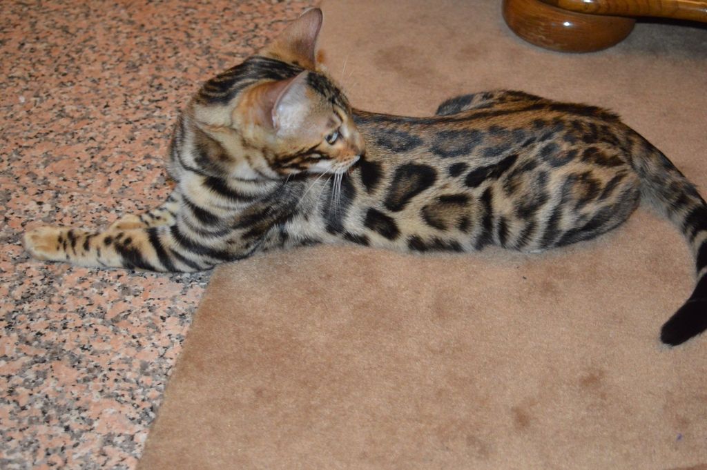 Bengalska mačka zbog svojeg točkastog krzna podsjeća na leoparda