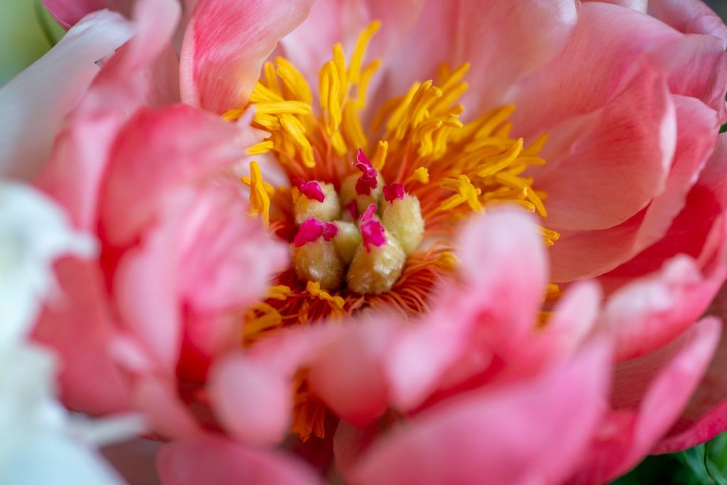 Trik za savršeni buket u vazi - 3