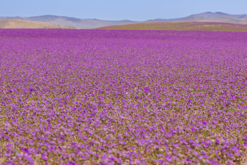 Pustinja Atacama s cvjetim tepihom