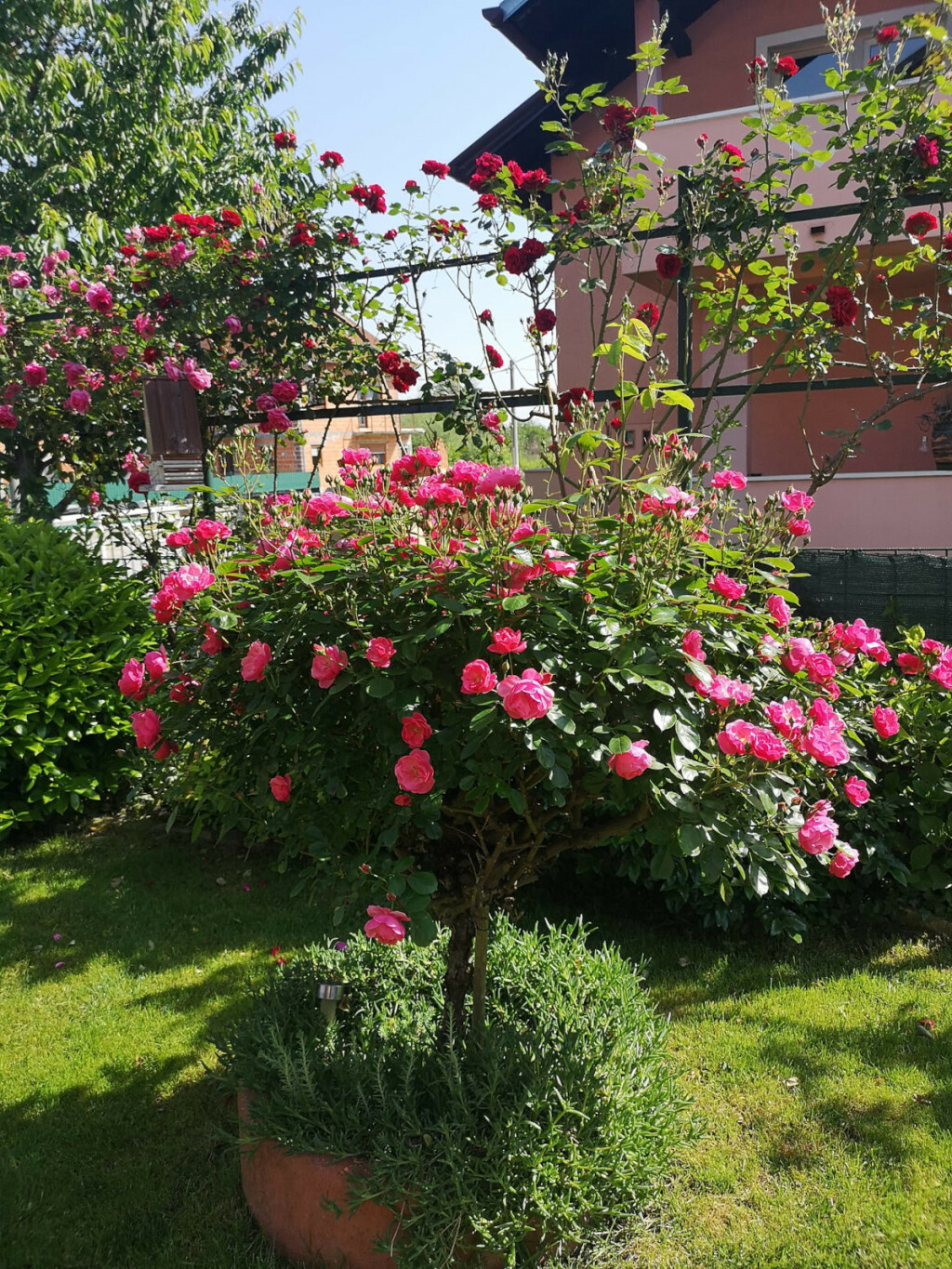 Dvorište Vesne Muže iz Petrinje jedno je od najljepših u tom kraju