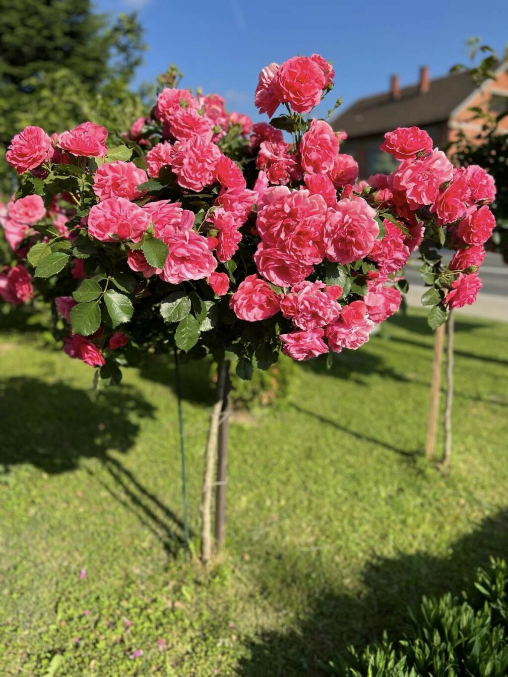 Prekrasna ruža stablašica krasi okućnicu Marije Ričko iz Sudovčine