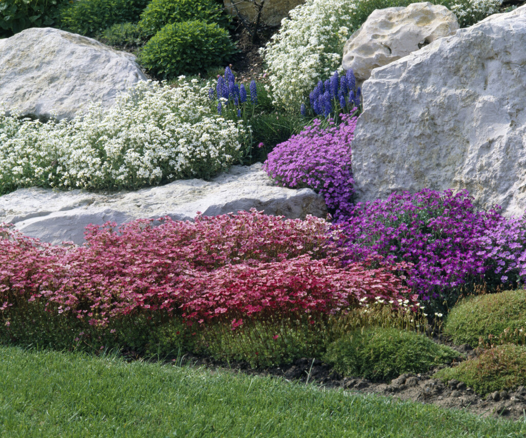Biljka Arabis stvara najljepši cvjetni tepih - 3