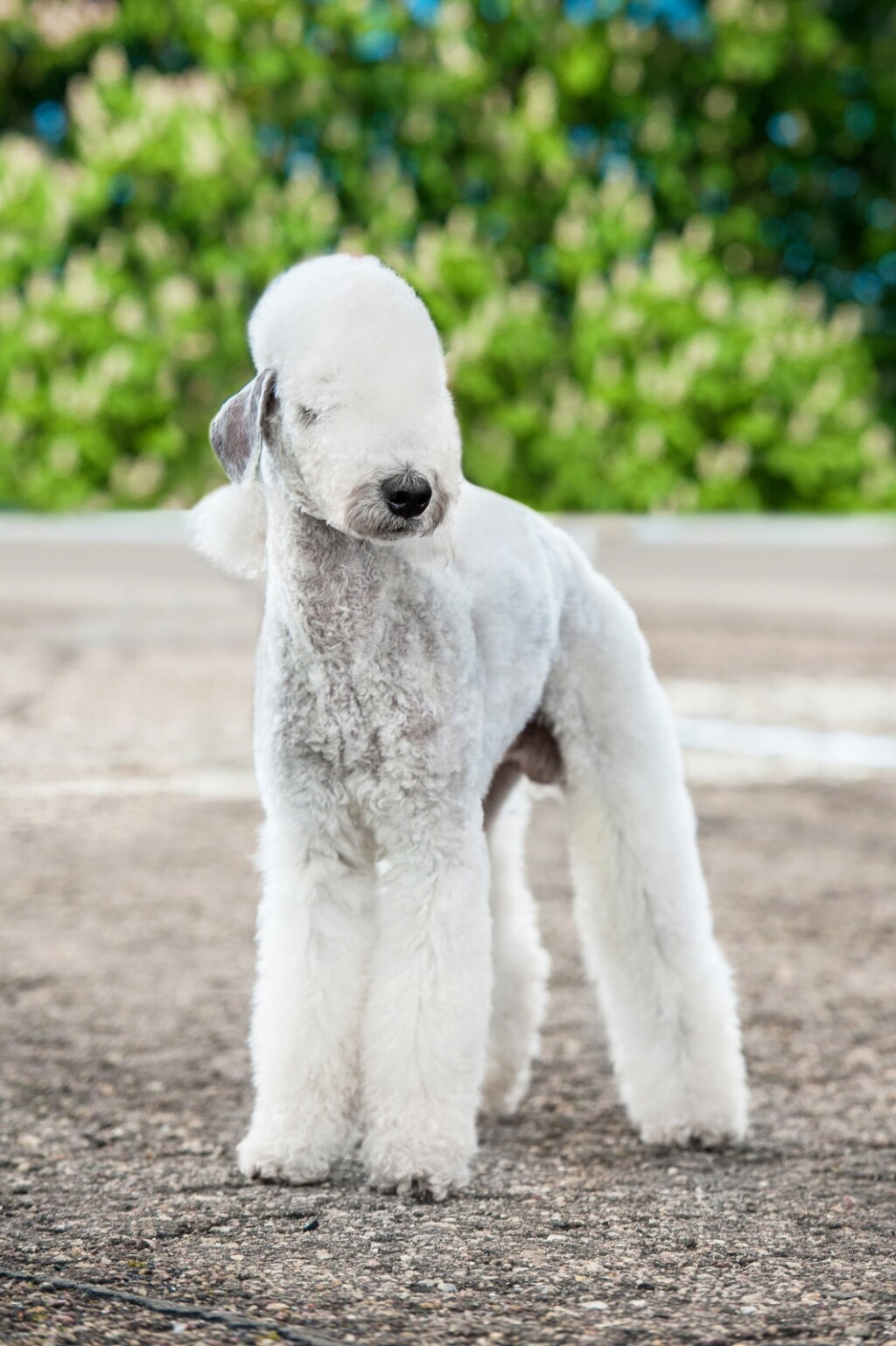 Bedlington terijer