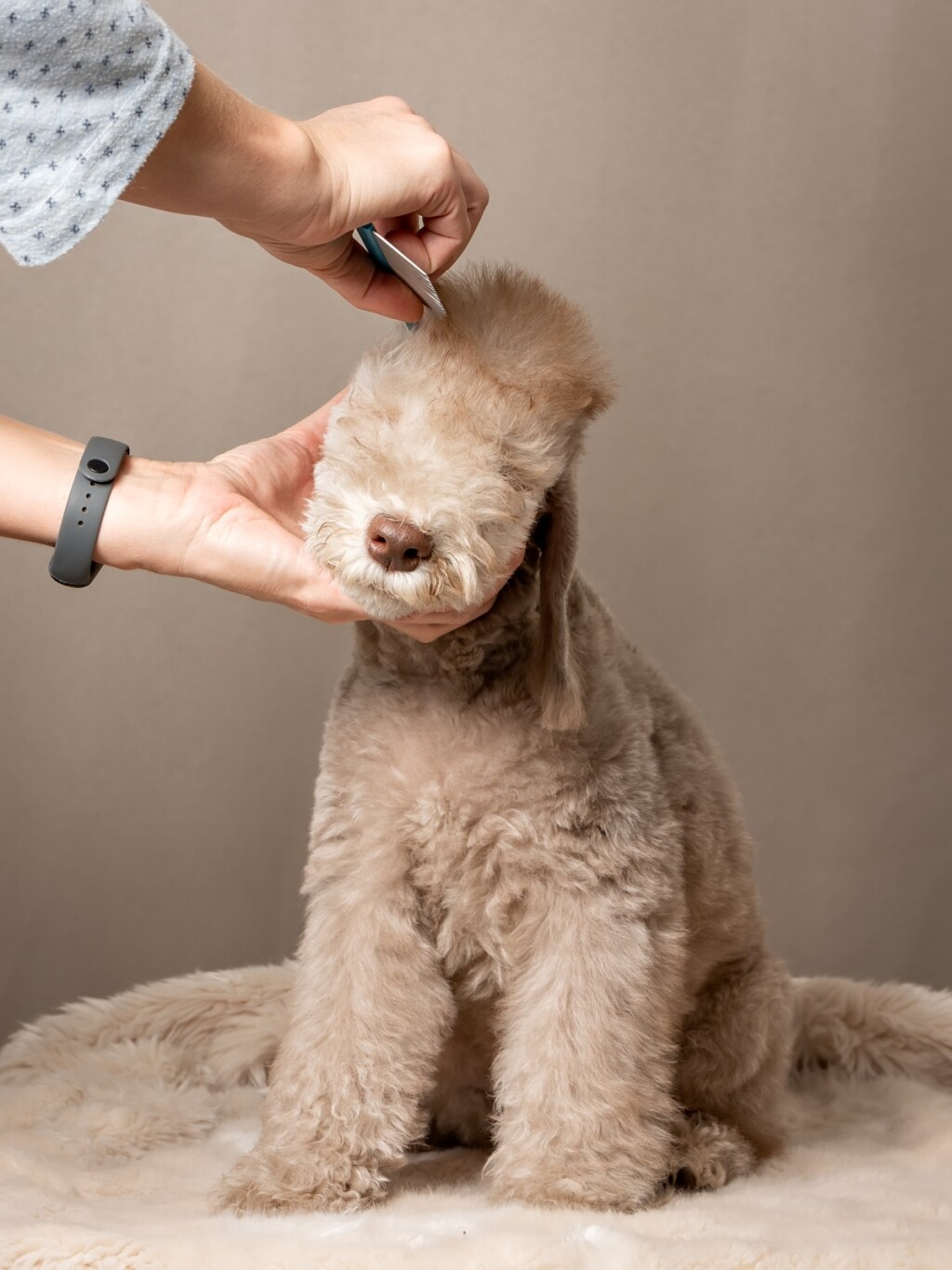 Bedlington terijer