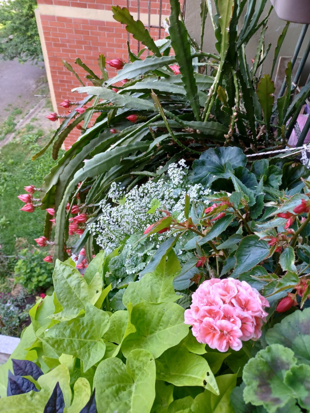 Zagrebački balkon prepun cvijeća zadivljuje prolaznike - 2