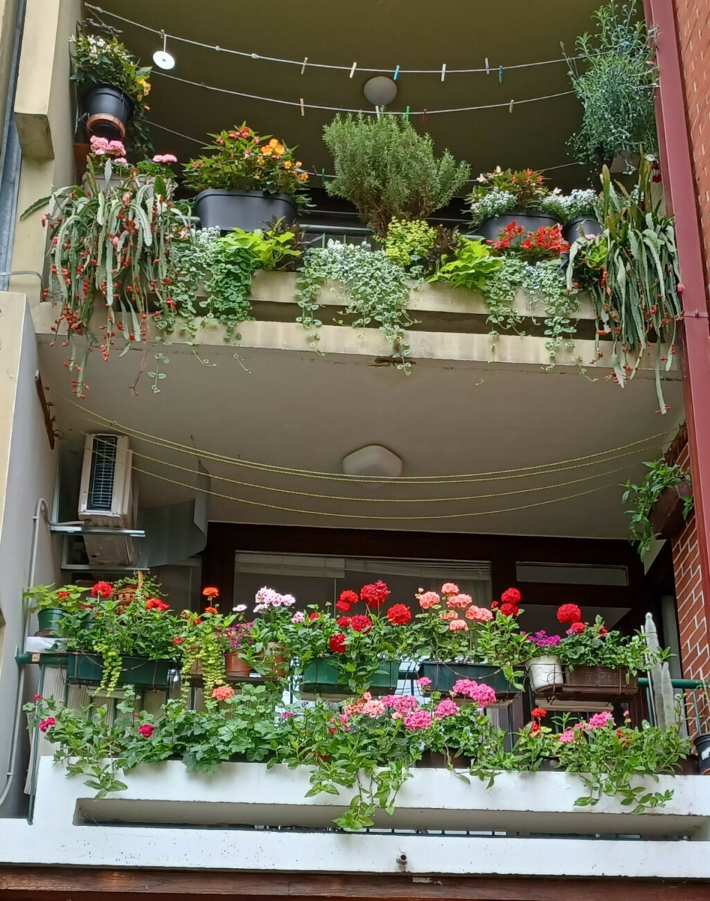 Zagrebački balkon prepun cvijeća zadivljuje prolaznike - 11