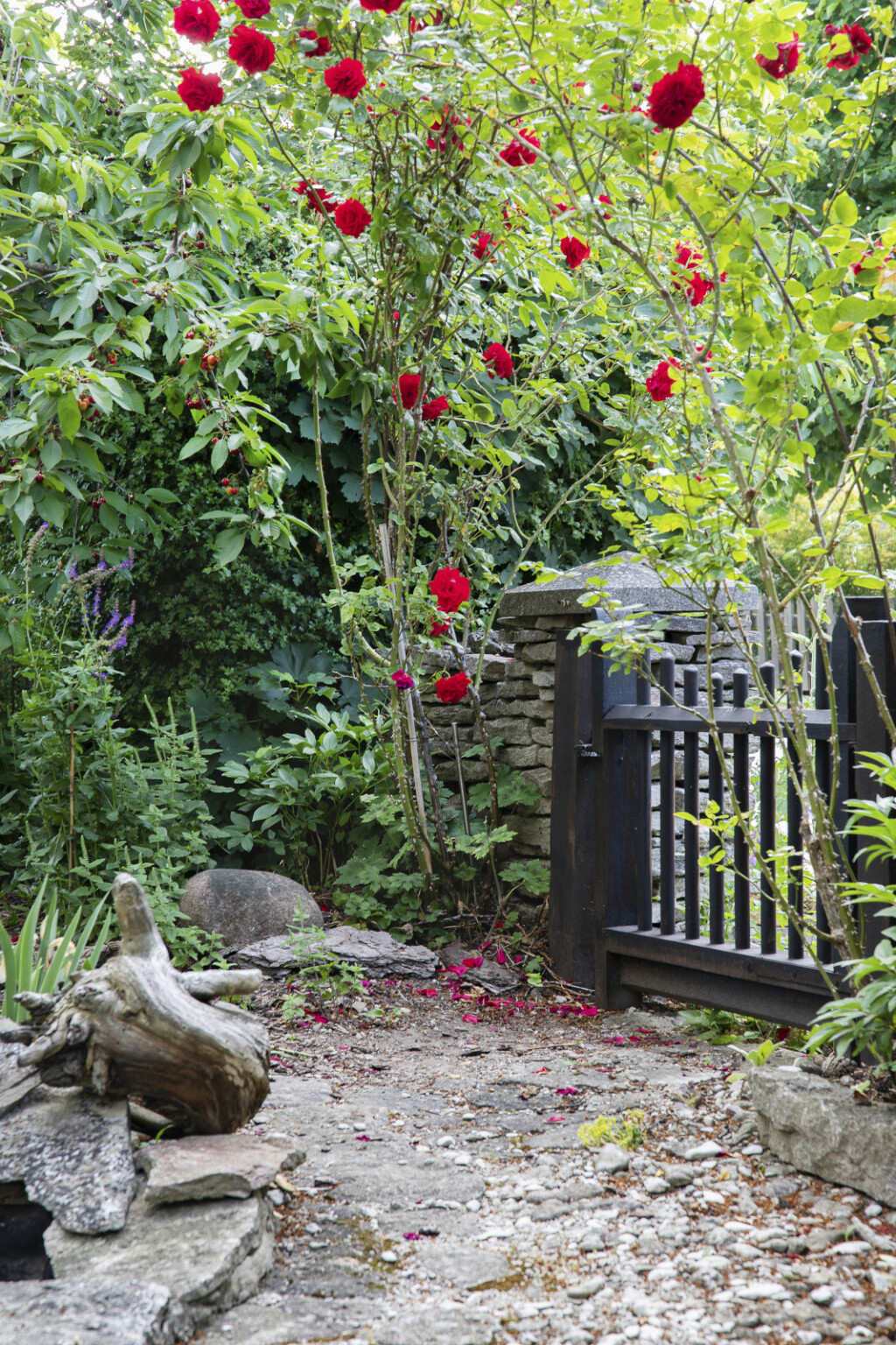Crvene ruže najljepši su ukras ovog romantičnog dvorišta