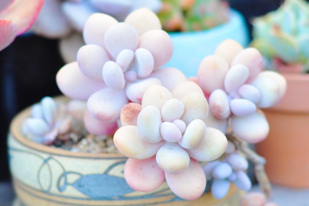 Sukulent mjesečev kamen