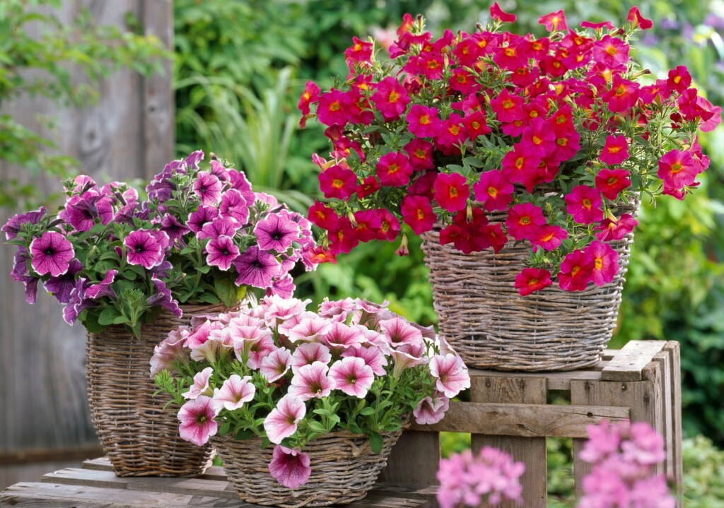 Petunije su jedan od omiljenih cvjetova