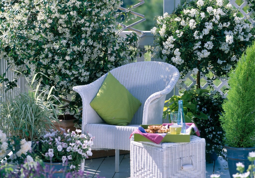 Biljke penjačice bit će vaš saveznik tijekom vrućina