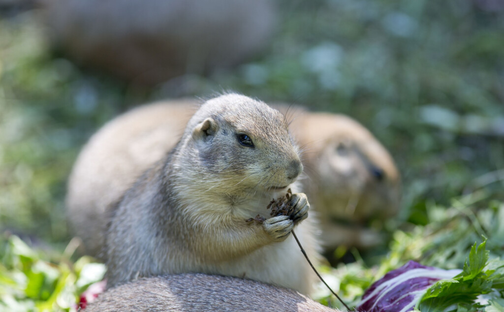 Tijekom ljetnih školskih praznika u Zoološkom vrtu Grada Zagreba održava se Divlje ljeto - 5