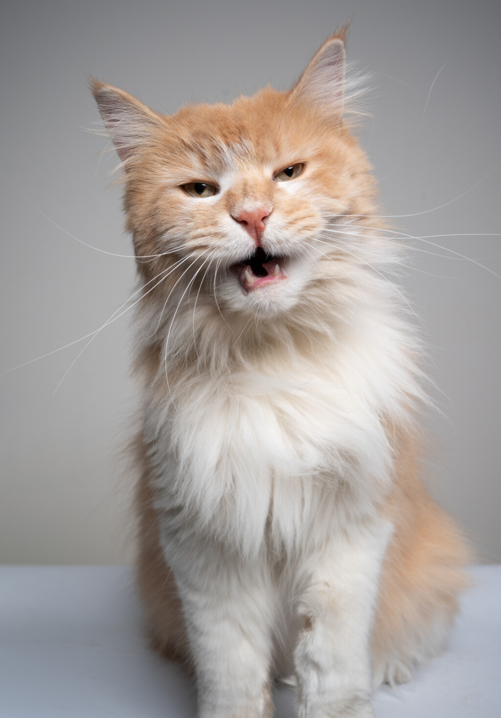 Kod flehmenovog odgovora mačka će obično držati usta otvorena