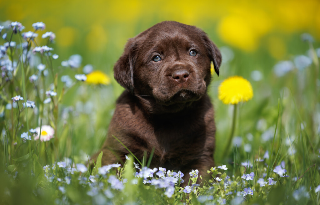 Štene labrador retrivera