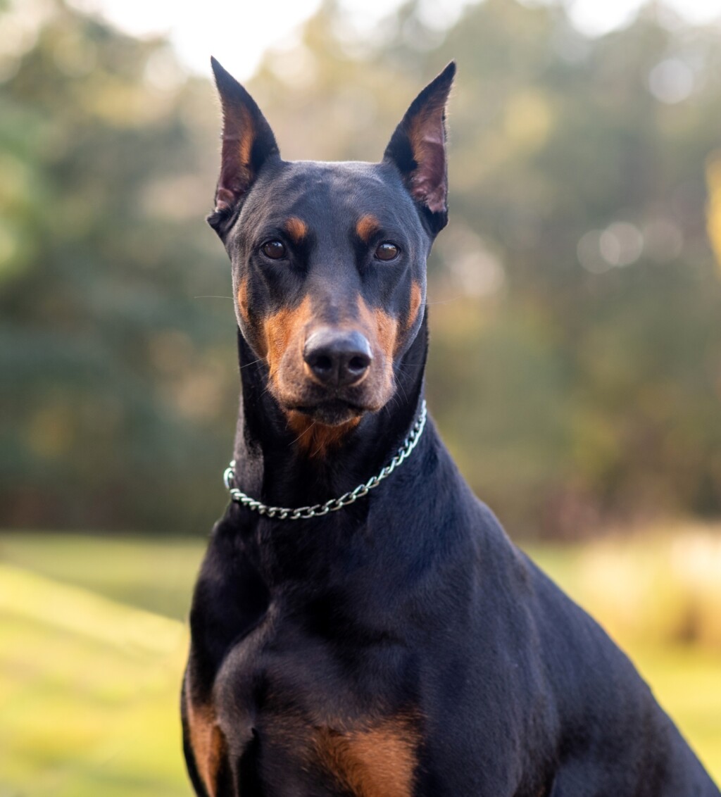 Doberman