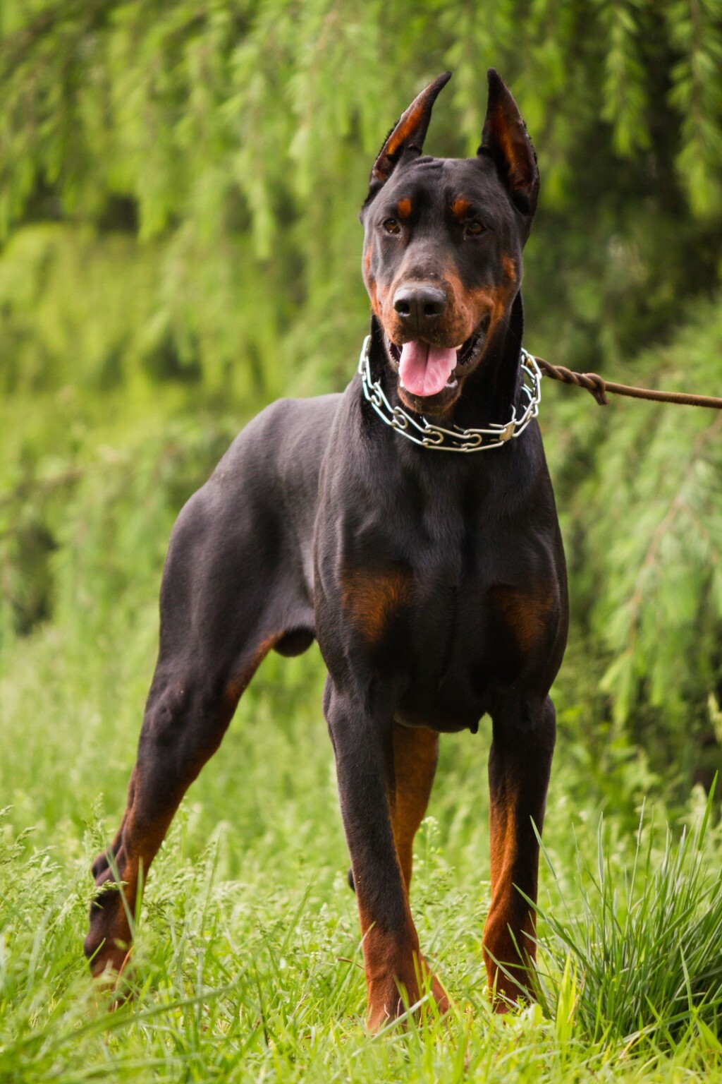 Doberman