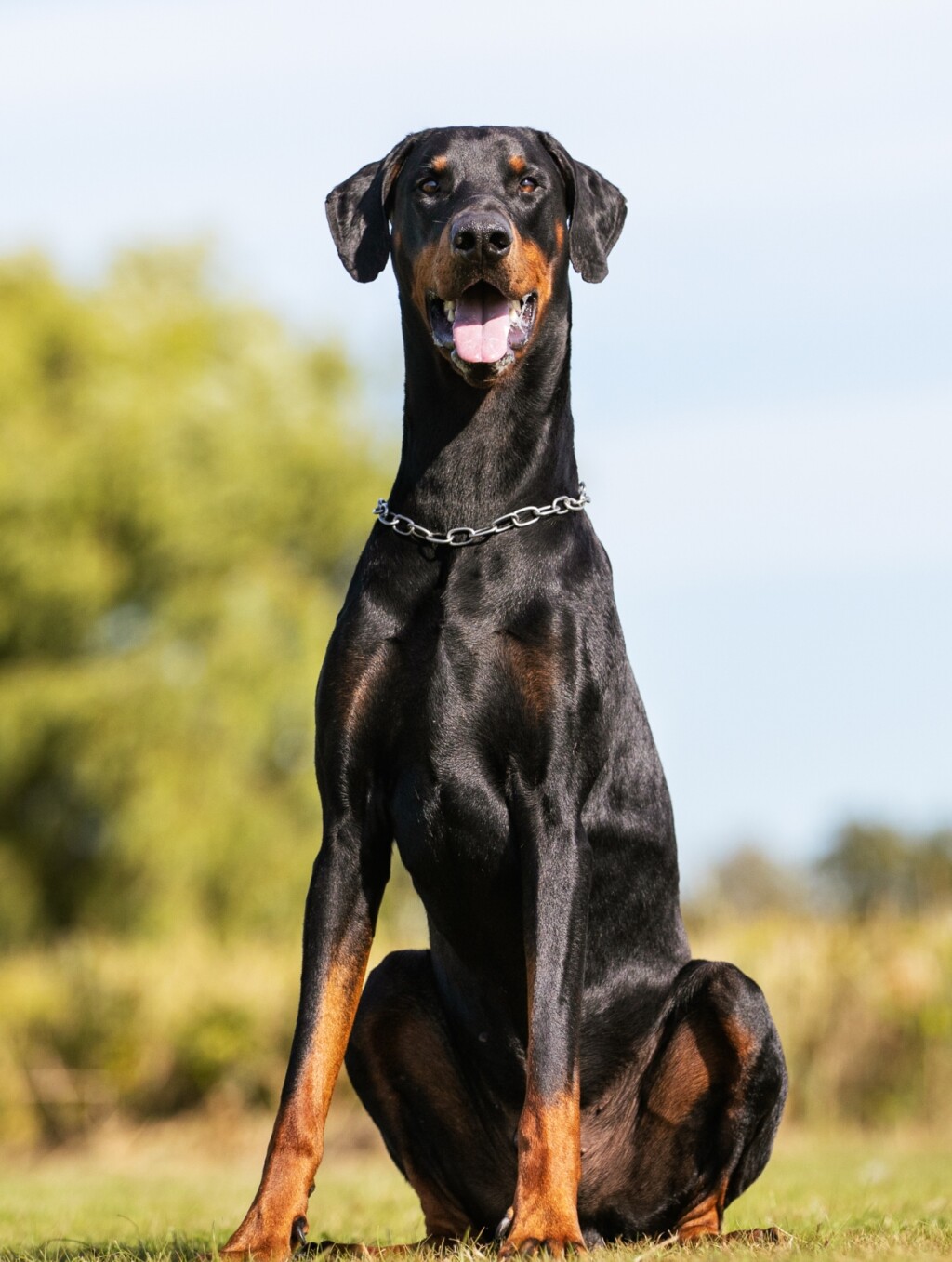 Doberman