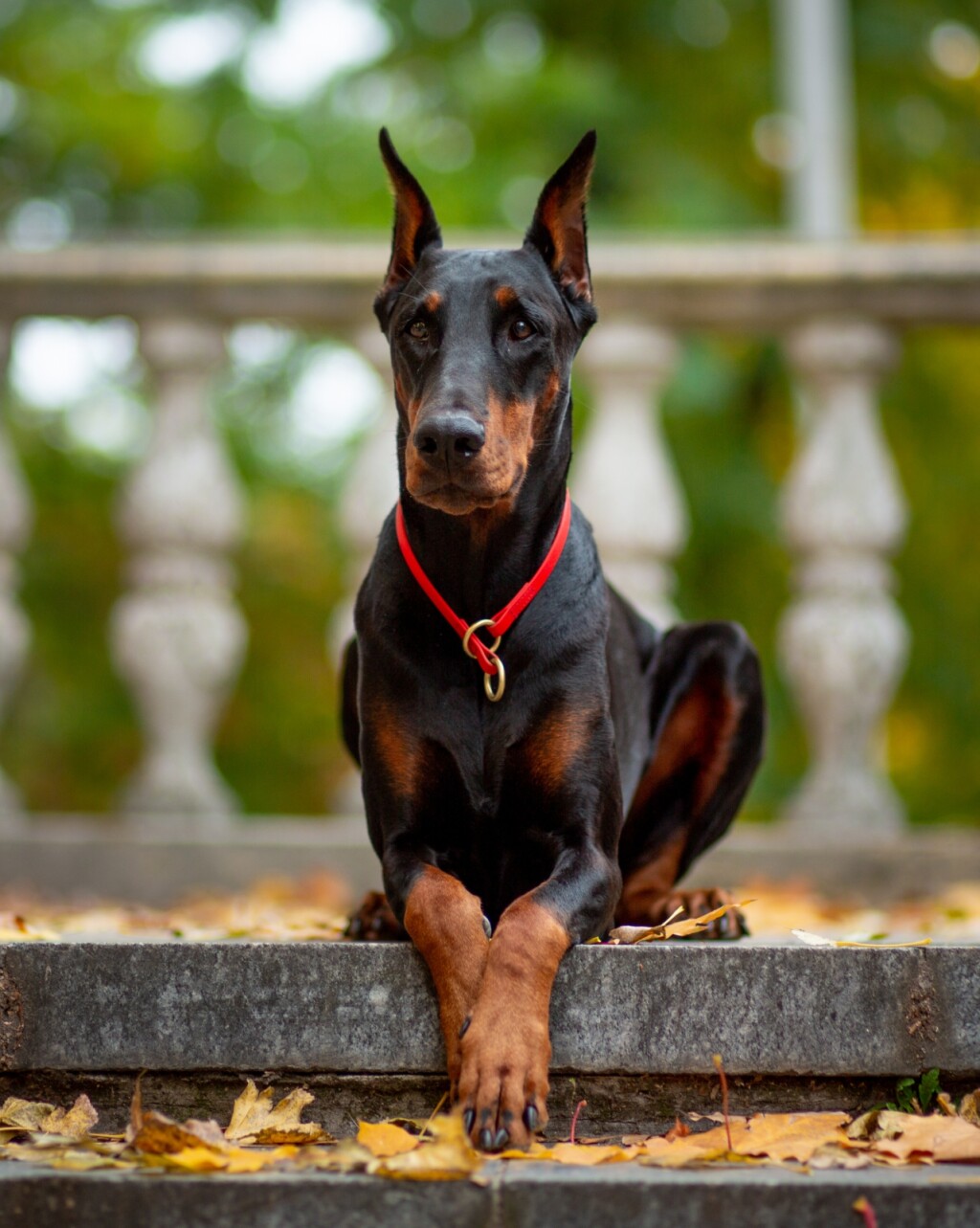 Doberman