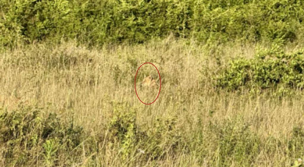 Fotograf u prirodi i mladunče lava skriveno u visokoj travi